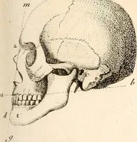 An illustration from L'art de connaitre les hommes par la physionomie (1806)