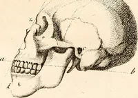 An illustration from L'art de connaitre les hommes par la physionomie (1806)