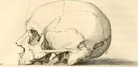 An illustration from L'art de connaitre les hommes par la physionomie (1806)