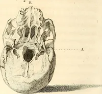 An illustration from L'art de connaitre les hommes par la physionomie (1806)