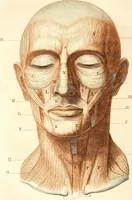 An illustration from L'art de connaitre les hommes par la physionomie (1806)