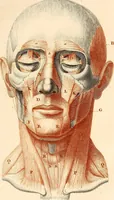 An illustration from L'art de connaitre les hommes par la physionomie (1806)