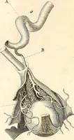 An illustration from L'art de connaitre les hommes par la physionomie (1806)