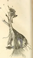 An illustration from L'art de connaitre les hommes par la physionomie (1806)