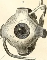 An illustration from L'art de connaitre les hommes par la physionomie (1806)
