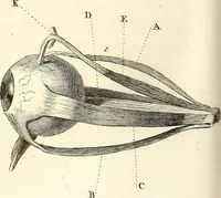 An illustration from L'art de connaitre les hommes par la physionomie (1806)