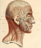 An illustration from L'art de connaitre les hommes par la physionomie (1806)