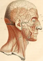 An illustration from L'art de connaitre les hommes par la physionomie (1806)