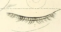 An illustration from L'art de connaitre les hommes par la physionomie (1806)