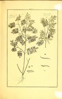 An illustration from L'art de l'indigotier (1770)