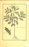 An illustration from L'art de l'indigotier (1770)
