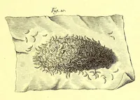 An illustration from L'art de l'indigotier (1770)
