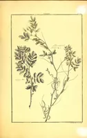 An illustration from L'art de l'indigotier (1770)