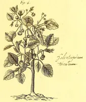 Picture 16 of 17 from L'art de l'indigotier (1770), leaf 143