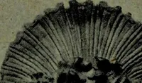 Picture 7 of 184 from L'art de reconnaître les styles, le style Louis XIV (1900), leaf 18