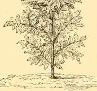 An illustration from L'art des jardins. Parcs--jardins--promenades--étude historique--principles de la composition des jardins--plantations--décoration pittoresque et artistique des parcs et jardins publics; traité pratique et didactique (1886)
