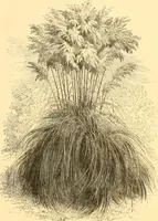 An illustration from L'art des jardins. Parcs--jardins--promenades--étude historique--principles de la composition des jardins--plantations--décoration pittoresque et artistique des parcs et jardins publics; traité pratique et didactique (1886)