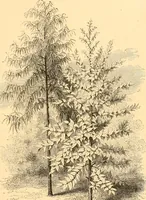 Picture 169 of 467 from L'art des jardins. Parcs--jardins--promenades--étude historique--principles de la composition des jardins--plantations--décoration pittoresque et artistique des parcs et jardins publics; traité pratique et didactique (1886), leaf 154