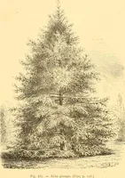 Picture 170 of 467 from L'art des jardins. Parcs--jardins--promenades--étude historique--principles de la composition des jardins--plantations--décoration pittoresque et artistique des parcs et jardins publics; traité pratique et didactique (1886), leaf 155