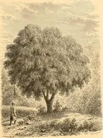 An illustration from L'art des jardins. Parcs--jardins--promenades--étude historique--principles de la composition des jardins--plantations--décoration pittoresque et artistique des parcs et jardins publics; traité pratique et didactique (1886)