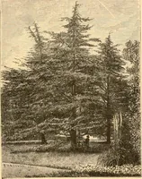 An illustration from L'art des jardins. Parcs--jardins--promenades--étude historique--principles de la composition des jardins--plantations--décoration pittoresque et artistique des parcs et jardins publics; traité pratique et didactique (1886)