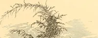 An illustration from L'art des jardins. Parcs--jardins--promenades--étude historique--principles de la composition des jardins--plantations--décoration pittoresque et artistique des parcs et jardins publics; traité pratique et didactique (1886)