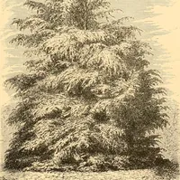An illustration from L'art des jardins. Parcs--jardins--promenades--étude historique--principles de la composition des jardins--plantations--décoration pittoresque et artistique des parcs et jardins publics; traité pratique et didactique (1886)
