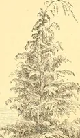 An illustration from L'art des jardins. Parcs--jardins--promenades--étude historique--principles de la composition des jardins--plantations--décoration pittoresque et artistique des parcs et jardins publics; traité pratique et didactique (1886)