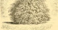 Picture 185 of 467 from L'art des jardins. Parcs--jardins--promenades--étude historique--principles de la composition des jardins--plantations--décoration pittoresque et artistique des parcs et jardins publics; traité pratique et didactique (1886), leaf 169