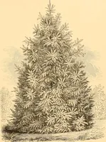 Picture 186 of 467 from L'art des jardins. Parcs--jardins--promenades--étude historique--principles de la composition des jardins--plantations--décoration pittoresque et artistique des parcs et jardins publics; traité pratique et didactique (1886), leaf 170