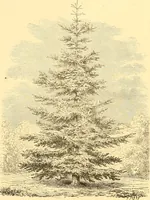 An illustration from L'art des jardins. Parcs--jardins--promenades--étude historique--principles de la composition des jardins--plantations--décoration pittoresque et artistique des parcs et jardins publics; traité pratique et didactique (1886)