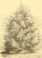 An illustration from L'art des jardins. Parcs--jardins--promenades--étude historique--principles de la composition des jardins--plantations--décoration pittoresque et artistique des parcs et jardins publics; traité pratique et didactique (1886)