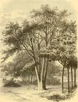 An illustration from L'art des jardins. Parcs--jardins--promenades--étude historique--principles de la composition des jardins--plantations--décoration pittoresque et artistique des parcs et jardins publics; traité pratique et didactique (1886)