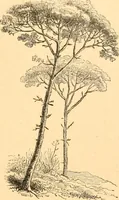 Picture 201 of 467 from L'art des jardins. Parcs--jardins--promenades--étude historique--principles de la composition des jardins--plantations--décoration pittoresque et artistique des parcs et jardins publics; traité pratique et didactique (1886), leaf 182