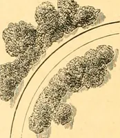 An illustration from L'art des jardins. Parcs--jardins--promenades--étude historique--principles de la composition des jardins--plantations--décoration pittoresque et artistique des parcs et jardins publics; traité pratique et didactique (1886)