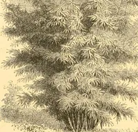 An illustration from L'art des jardins. Parcs--jardins--promenades--étude historique--principles de la composition des jardins--plantations--décoration pittoresque et artistique des parcs et jardins publics; traité pratique et didactique (1886)