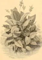 An illustration from L'art des jardins. Parcs--jardins--promenades--étude historique--principles de la composition des jardins--plantations--décoration pittoresque et artistique des parcs et jardins publics; traité pratique et didactique (1886)