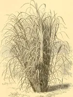 An illustration from L'art des jardins. Parcs--jardins--promenades--étude historique--principles de la composition des jardins--plantations--décoration pittoresque et artistique des parcs et jardins publics; traité pratique et didactique (1886)