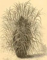 An illustration from L'art des jardins. Parcs--jardins--promenades--étude historique--principles de la composition des jardins--plantations--décoration pittoresque et artistique des parcs et jardins publics; traité pratique et didactique (1886)