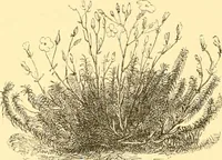 Picture 247 of 467 from L'art des jardins. Parcs--jardins--promenades--étude historique--principles de la composition des jardins--plantations--décoration pittoresque et artistique des parcs et jardins publics; traité pratique et didactique (1886), leaf 209