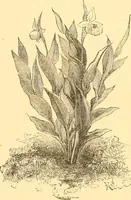 An illustration from L'art des jardins. Parcs--jardins--promenades--étude historique--principles de la composition des jardins--plantations--décoration pittoresque et artistique des parcs et jardins publics; traité pratique et didactique (1886)