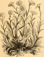 An illustration from L'art des jardins. Parcs--jardins--promenades--étude historique--principles de la composition des jardins--plantations--décoration pittoresque et artistique des parcs et jardins publics; traité pratique et didactique (1886)