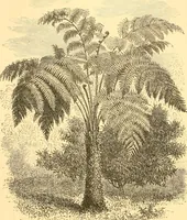 An illustration from L'art des jardins. Parcs--jardins--promenades--étude historique--principles de la composition des jardins--plantations--décoration pittoresque et artistique des parcs et jardins publics; traité pratique et didactique (1886)