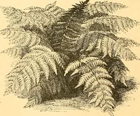 An illustration from L'art des jardins. Parcs--jardins--promenades--étude historique--principles de la composition des jardins--plantations--décoration pittoresque et artistique des parcs et jardins publics; traité pratique et didactique (1886)