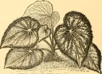 Picture 260 of 467 from L'art des jardins. Parcs--jardins--promenades--étude historique--principles de la composition des jardins--plantations--décoration pittoresque et artistique des parcs et jardins publics; traité pratique et didactique (1886), leaf 215