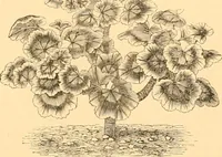 An illustration from L'art des jardins. Parcs--jardins--promenades--étude historique--principles de la composition des jardins--plantations--décoration pittoresque et artistique des parcs et jardins publics; traité pratique et didactique (1886)