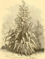 An illustration from L'art des jardins. Parcs--jardins--promenades--étude historique--principles de la composition des jardins--plantations--décoration pittoresque et artistique des parcs et jardins publics; traité pratique et didactique (1886)
