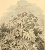 An illustration from L'art des jardins. Parcs--jardins--promenades--étude historique--principles de la composition des jardins--plantations--décoration pittoresque et artistique des parcs et jardins publics; traité pratique et didactique (1886)
