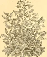An illustration from L'art des jardins. Parcs--jardins--promenades--étude historique--principles de la composition des jardins--plantations--décoration pittoresque et artistique des parcs et jardins publics; traité pratique et didactique (1886)