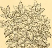 An illustration from L'art des jardins. Parcs--jardins--promenades--étude historique--principles de la composition des jardins--plantations--décoration pittoresque et artistique des parcs et jardins publics; traité pratique et didactique (1886)